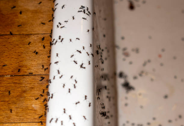 Best Spider Control Near Me  in Osborne, KS